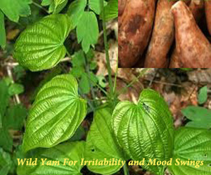 Wild Yam